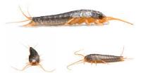 Micks Silverfish Treatment Adelaide image 3